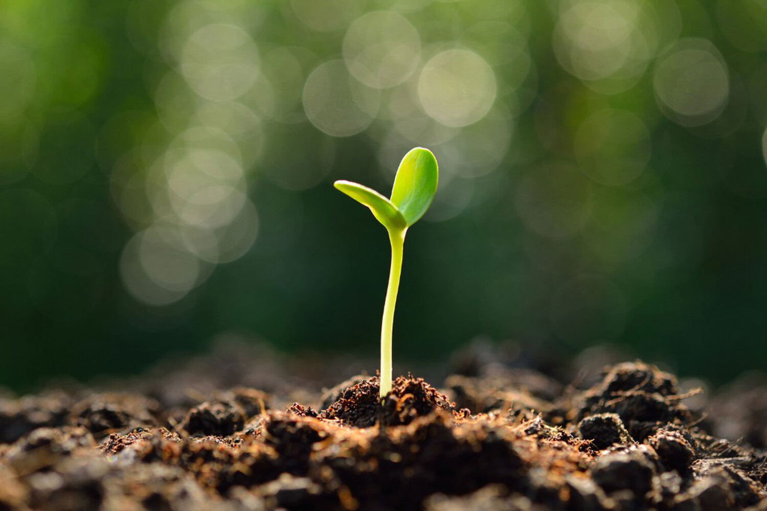 Monkey's Tree Seedling